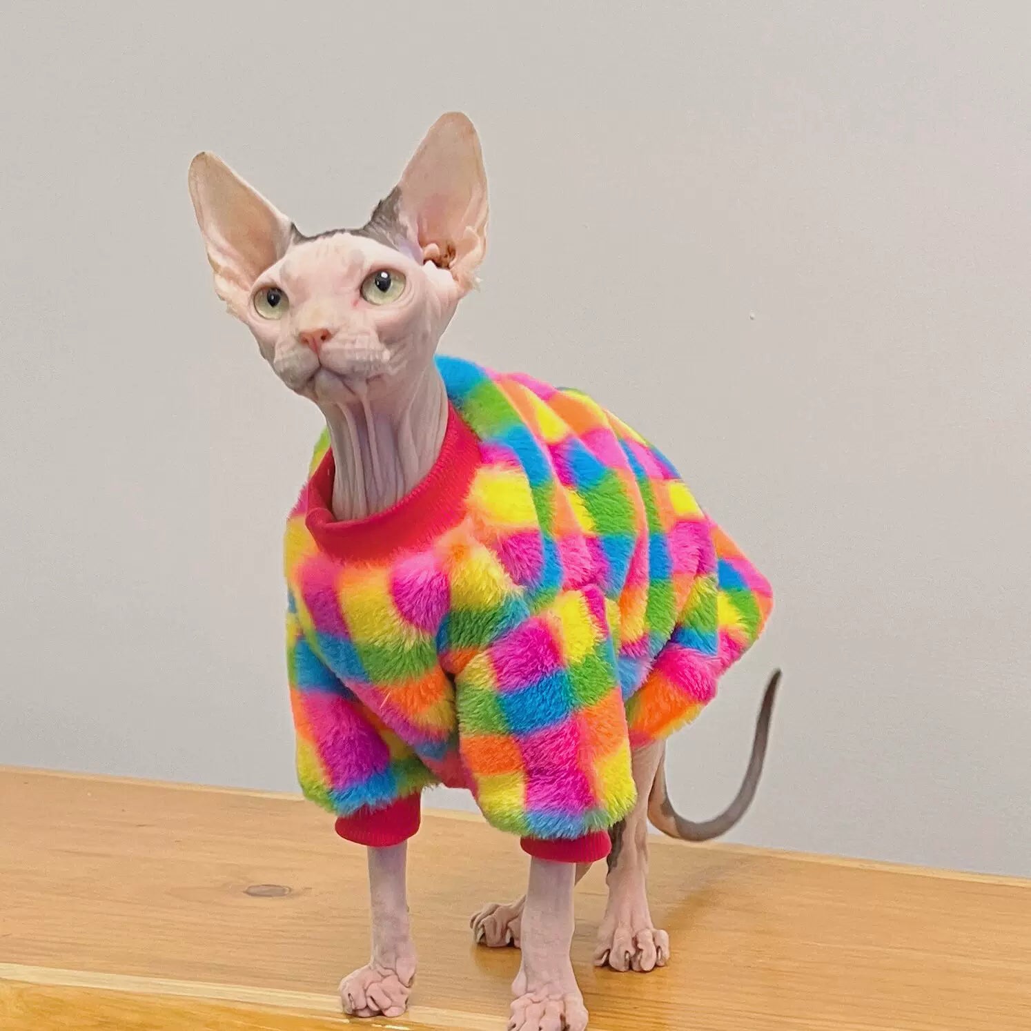 Sphynx Cat Plush Hoodie – Warm Rainbow Plaid Winter Clothes for Hairless Cats
