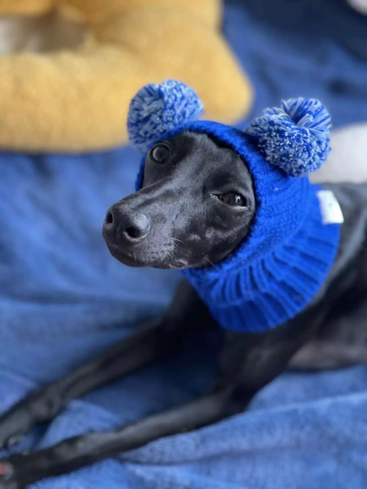 Handmade Knitted Dog Hat for Italian Greyhounds & Whippets – Warm Winter Pet Hat